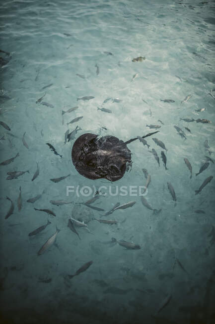Rochen und andere Fische im Indischen Ozean, Gaafu Dhaalu Atoll, Malediven — Stockfoto