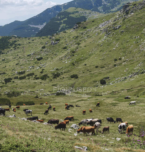 Bulgaria, montagne di Rila, mucche al pascolo nella valle — Foto stock
