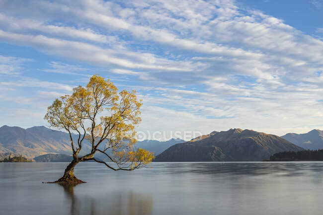 Neuseeland, Otago, Wanaka Tree und Lake Wanaka — Stockfoto