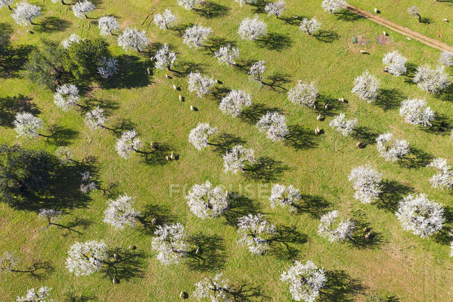 Испания, Балеарские острова, Бунёла, Вид с воздуха на стадо овец, пасущихся в миндальном саду — стоковое фото