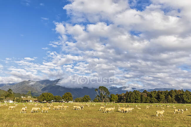 Neuseeland, Tasman-Region, Wolken über Schafherden, die im Takaka-Tal weiden — Stockfoto