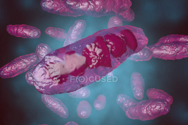 3D rendered Illustration, visualisation of an anatomically correct mitochondrion, an organelle — Stock Photo