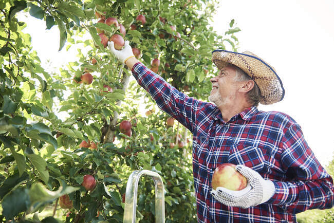 Raccolta delle mele nel frutteto da parte dei frutticoltori — Foto stock