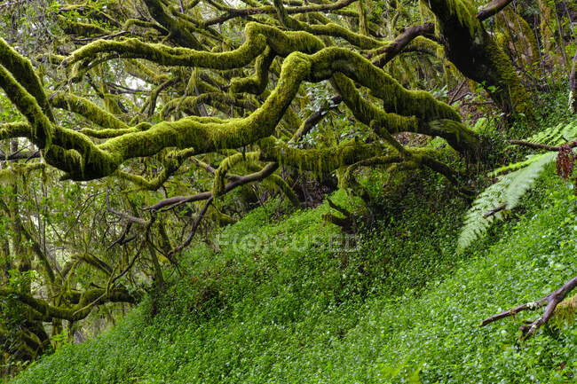 Spain, Canary Islands, La Gomera, Moss-covered trees in Garajonay National Park — Stock Photo