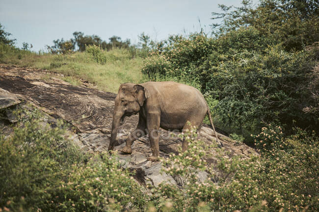 Sri Lanka, Provinz Sabaragamuwa, Udawalawe, Elefantenwanderung im Udawalawe Nationalpark — Stockfoto