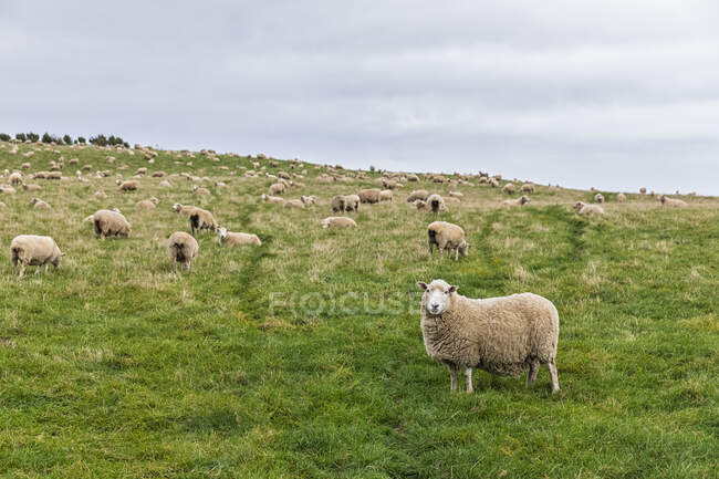 Nouvelle-Zélande, Océanie, Île du Sud, Southland, Troupeau de moutons dans les pâturages à Slope Point — Photo de stock