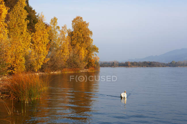Австрия, Мергут, лебедь на озере Озеро осенью — стоковое фото