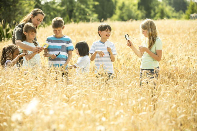 Children examining wheat field with their techer, using magnifying glasses — Stock Photo