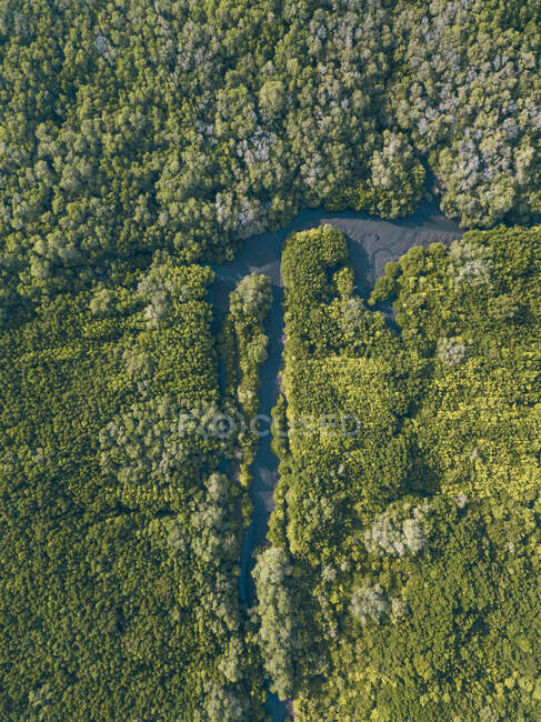Indonesia, Bali, Sanur, Veduta aerea della foresta di mangrovie — Foto stock