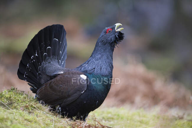 Scotland, Caledonian Forest, mating Western capercaillie — Stock Photo