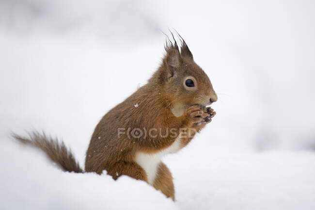 Reino Unido, Escocia, Retrato de ardilla roja (Sciurusvulgaris) alimentándose en la nieve - foto de stock