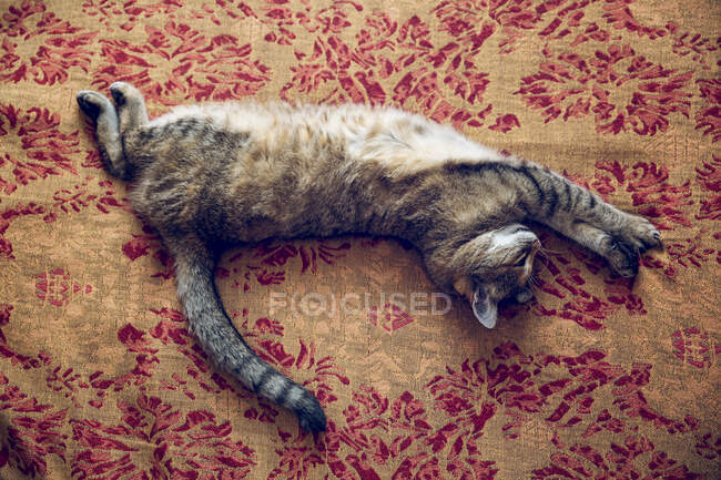 Табби-кот лежит на покрывале дома — стоковое фото