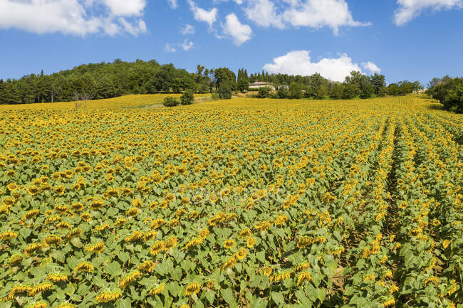 Italia, Vasto campo di girasole in estate — Foto stock
