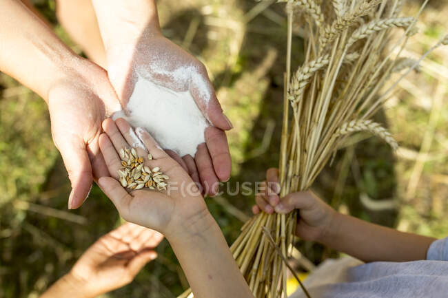Kinderhände halten Weizenkörner in der Hand — Stockfoto