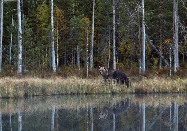 Finnland, Kuhmo, Braunbär (Ursus arctos) am borealen Waldseeufer im Herbst — Stockfoto
