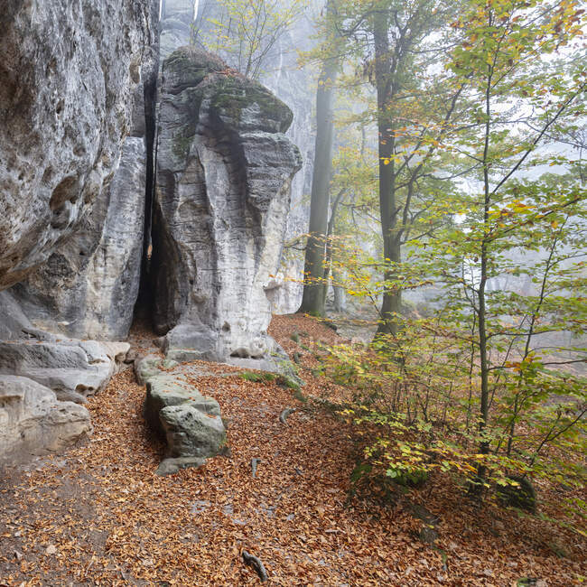 Німеччина, Саксонія, Фаллен виходить на дно скелі в Саксонському національному парку Швейцарії. — стокове фото