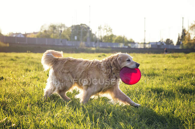 Deutschland, Bayern, München, Golden Retriever spielt in der Abenddämmerung mit Plastikscheibe auf der Wiese — Stockfoto