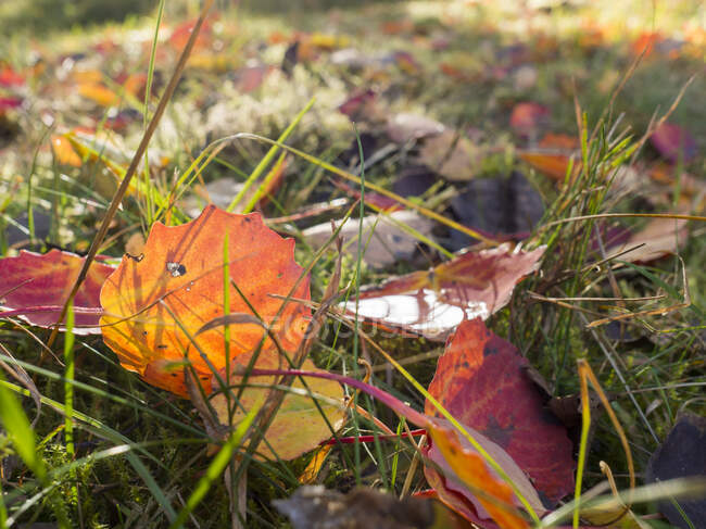 Germany, Bavaria, Autumn leaves lying in grass — Stock Photo