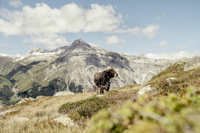 Kuh auf einer Alm, Graubünden, Schweiz — Stockfoto