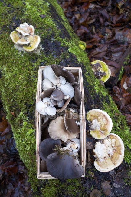 Alemania, Baviera, cesta de férula con champiñones Oyster recogidos en otoño - foto de stock