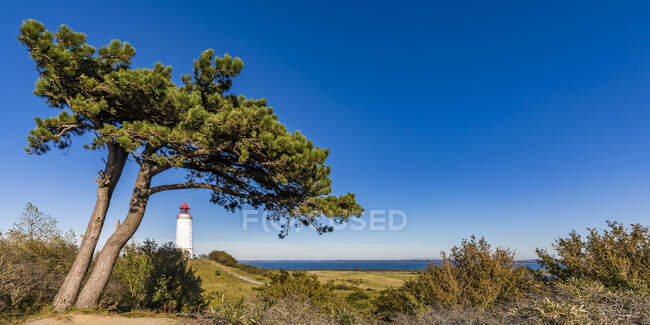 Germania, Meclemburgo-Pomerania occidentale, Albero costiero contro il cielo azzurro con faro di Dornbusch sullo sfondo — Foto stock