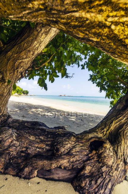 Indonesia, Bintan, Vecchi tronchi d'albero sulla spiaggia tropicale — Foto stock