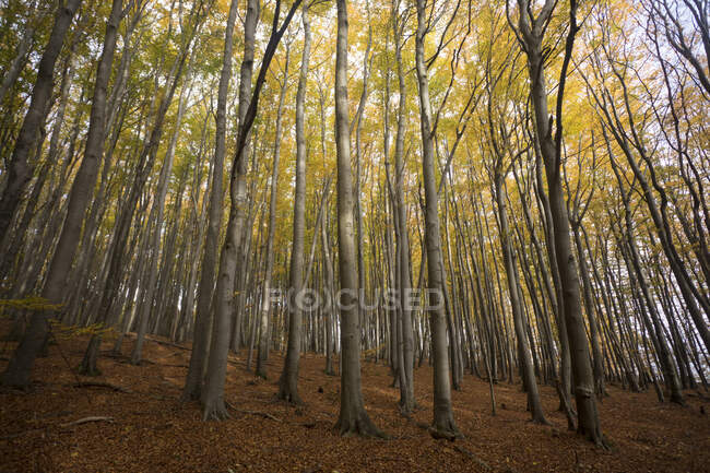 Німеччина, Руген, Осінній горнбек (Carpinus betulus) ліс. — стокове фото