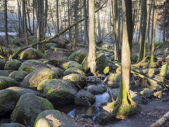 Germania, Baviera, Ruscello che scorre tra massi muschiati nella Foresta Palatinata Superiore — Foto stock