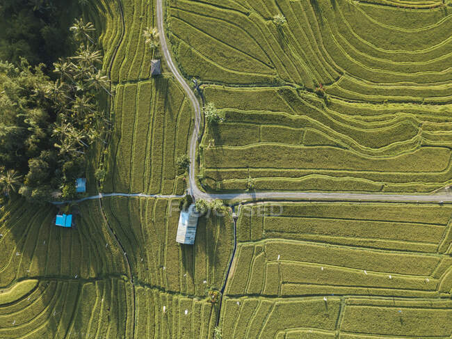 Indonesia, Bali, Veduta aerea del Jatiluwih Rice Terrace — Foto stock