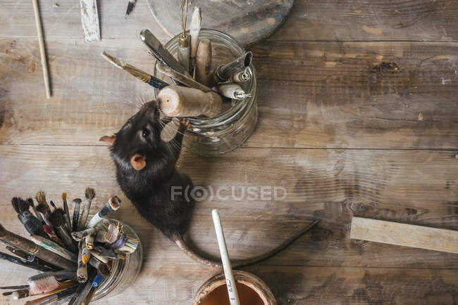 Rato na bancada em uma cerâmica — Fotografia de Stock