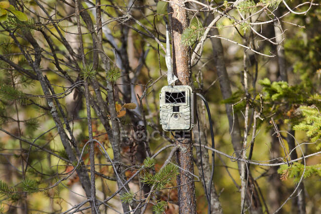 Finland, Kainuu, Kuhmo, Remote camera attached to tree branch — Stock Photo