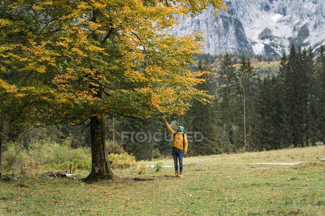 Hiker touching autumn leaves, Friuli Venezia Giulia, Italy — Stock Photo