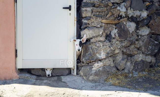 Stray dogs, watching from a closed door, L Gomera, Espanha — Fotografia de Stock