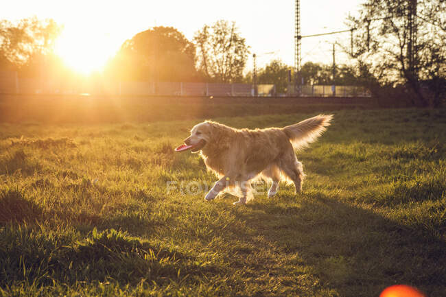 Deutschland, Bayern, München, Golden Retriever spielt mit Plastikscheibe auf der Wiese bei Sonnenuntergang — Stockfoto