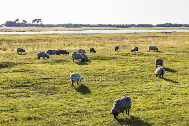 Германия, Мекленбург-Западная Померания, Стадо овец, пасущихся на весеннем пастбище — стоковое фото