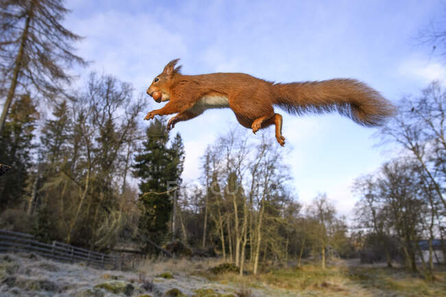 Regno Unito, Scozia, scoiattolo rosso eurasiatico (Sciurusvulgaris) mid-jump — Foto stock