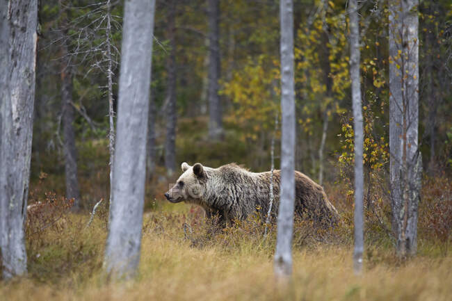 Finnland, Kuhmo, Braunbär (Ursus arctos) beim Wandern in der herbstlichen Taiga — Stockfoto