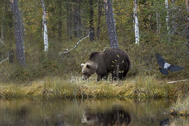 Finnland, Kuhmo, Vogellandung neben Braunbär (Ursus arctos), der im Herbst am borealen Waldseeufer steht — Stockfoto