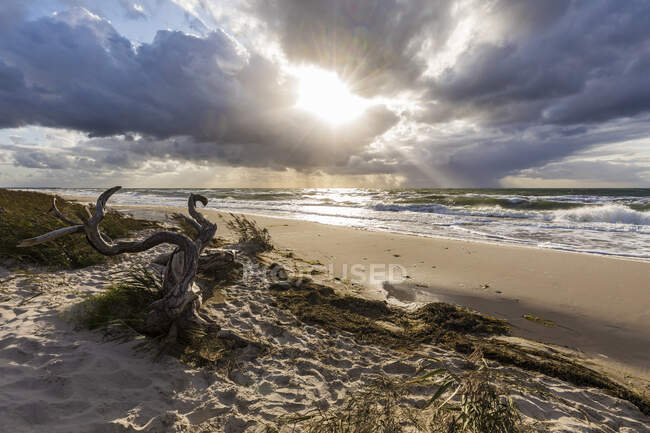 Germania, Meclemburgo-Pomerania occidentale, Prerow, Legni da posta sulla spiaggia sabbiosa costiera al tramonto nuvoloso — Foto stock