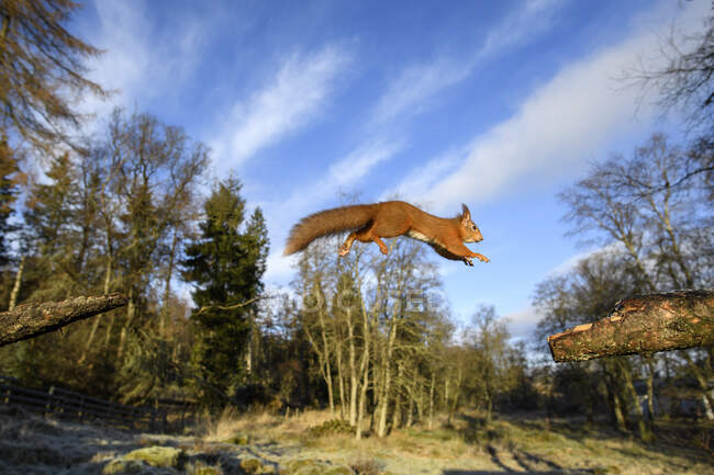 Велика Британія, Шотландія, Євразійська червона білка (Sciurus vulgaris) середній стрибок — стокове фото