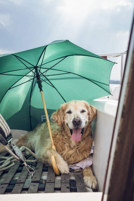 Golden Retriever acostado con paraguas en un barco - foto de stock
