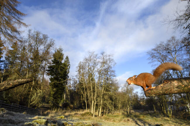 Reino Unido, Escócia, Esquilo vermelho eurasiano (Sciurus vulgaris) antes de saltar entre troncos de árvores — Fotografia de Stock