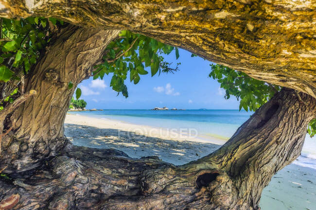Индонезия, Бинтан, Старые стволы деревьев на тропическом пляже — стоковое фото