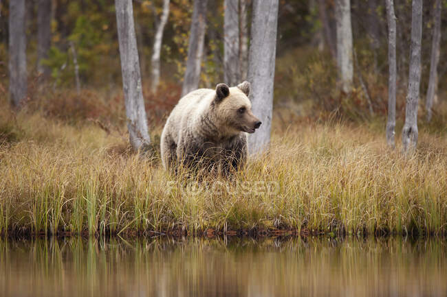Finlândia, Kainuu, Kuhmo, urso-pardo (Ursus arctos) em pé na margem do lago gramado no outono taiga — Fotografia de Stock