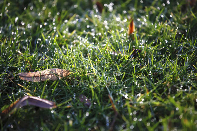 Alemania, Baden-Wurttemberg, Primer plano de hierba verde cubierta de rocío matutino - foto de stock