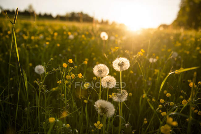 Germany, Bavaria,Eurasburg, Springtime meadow at sunset — Stock Photo