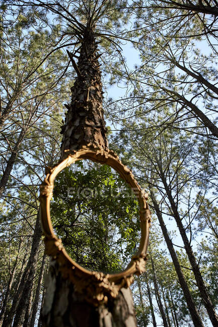 Espelho que reflete folhagem na floresta — Fotografia de Stock