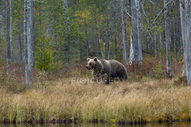 Finlandia, Kuhmo, Orso bruno (Ursus arctos) in piedi sulla riva del lago in autunno taiga — Foto stock
