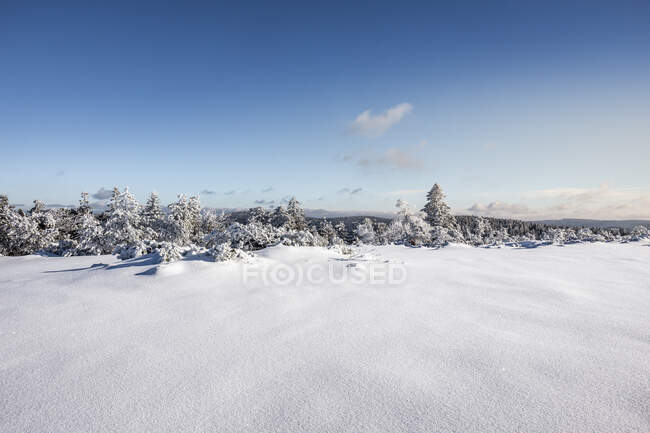 Paesaggio invernale a Hornisgrinde, Foresta Nera, Germania — Foto stock