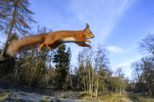 Велика Британія, Шотландія, Євразійська червона білка (Sciurusvulgaris) середній стрибок — стокове фото